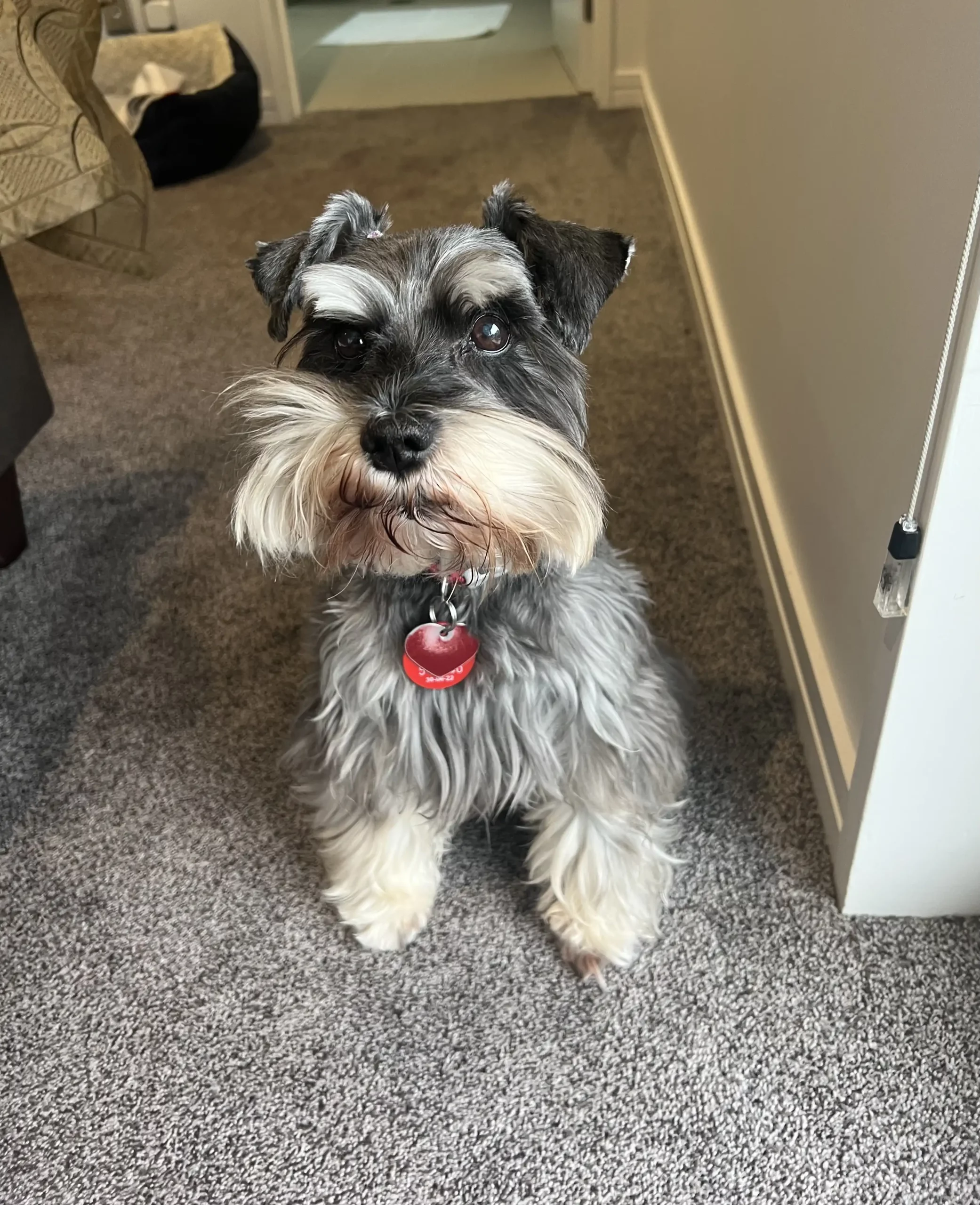 DOGS BexPets